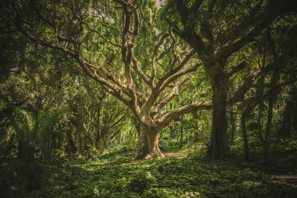 Captivating view of a sprawling ancient tree in a verdant forest setting, perfect for nature backgrounds.